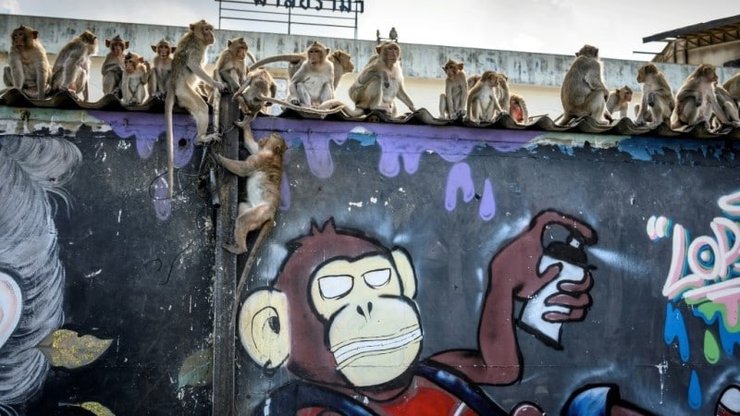 макаки, обезьяны, таиланд