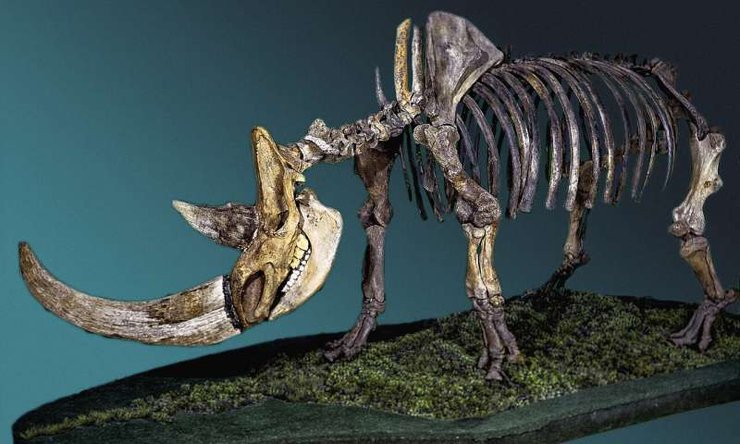 шерстистый носорог