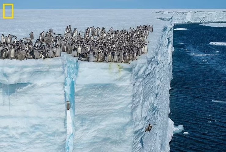 антарктида пінгвіни пінгвіни дитинчата