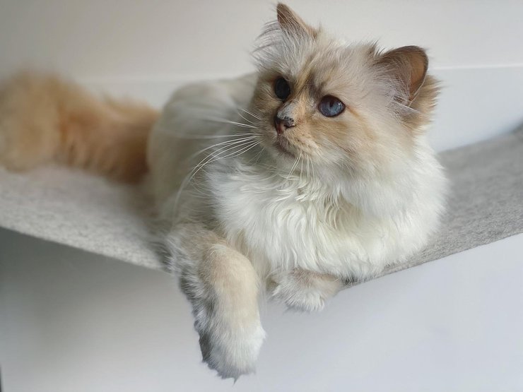 Шупетт, кошка Лагерфельда