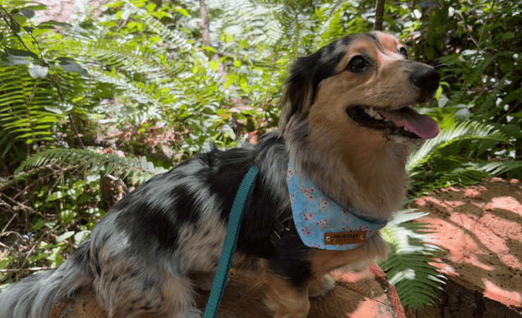 Щенок дорги с короткими лапами и пятнистым окрасом во время прогулки