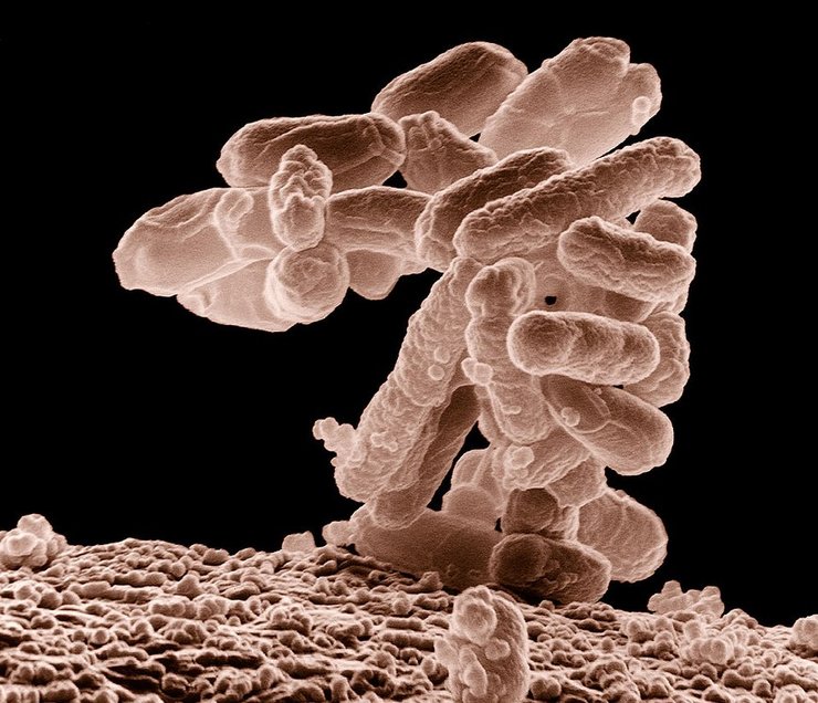 кишечная бактерия