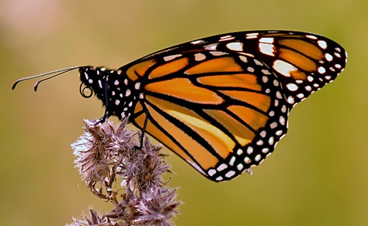 Бабочка Монарх, бабочка, рай для бабочек, опыление,