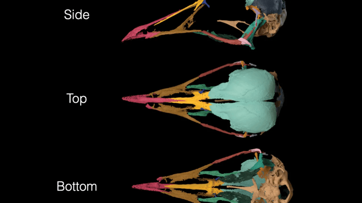 мозок птиці