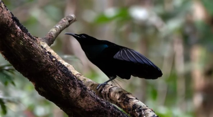 птица, райская птица, великолепная щитоносная райская птица