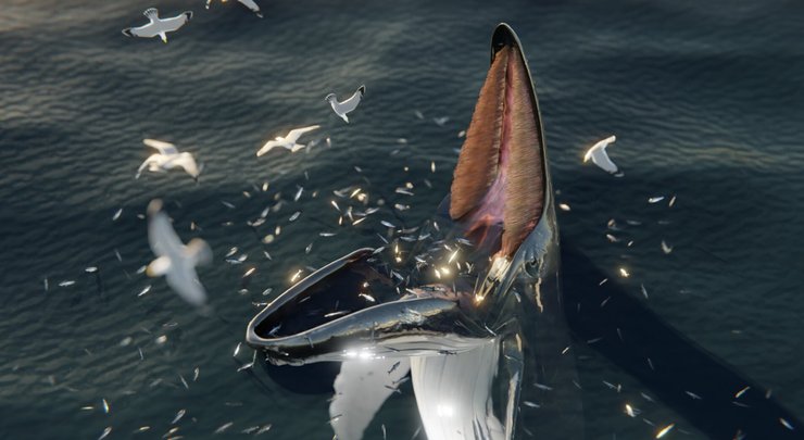 кормление китов