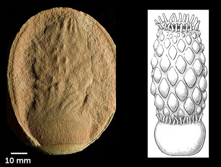 анемона окаменелость медуза