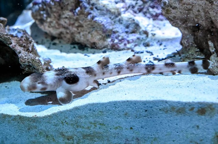 ходячая акула детеныш