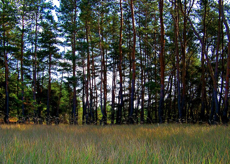 Серебрянське лісництво
