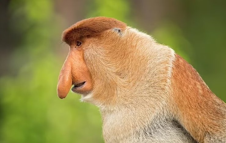 обезьяна хоботок