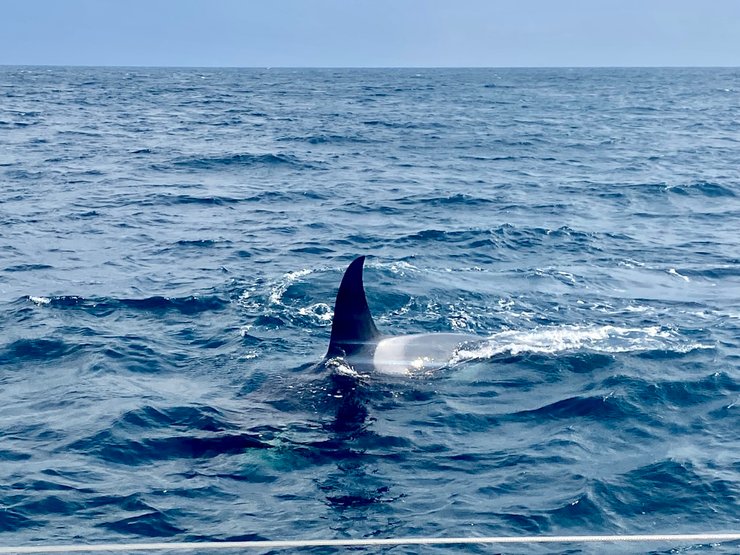 Косатки в воде
