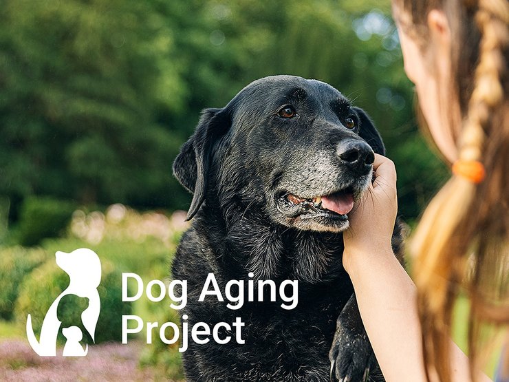 Долголетие собак, срок жизни собак, собаки-долгожители, возраст собак, как продлить жизнь собаке, сколько живут собаки, продолжительность жизни у собак