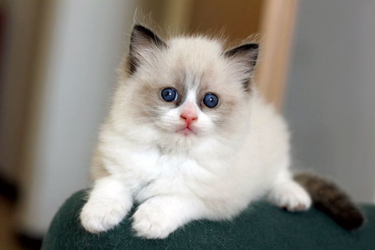 рэгдолл, котенок
