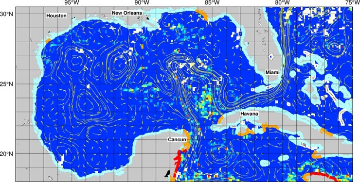 флорида саргассум