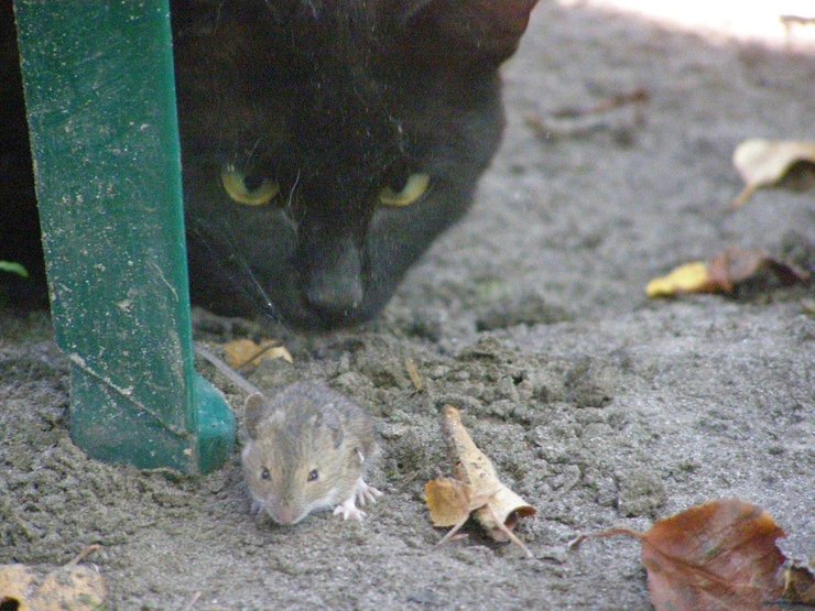 кот, мышь, охота