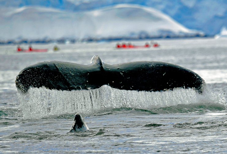 антарктида, исследования антарктики, ледокол ноосфера