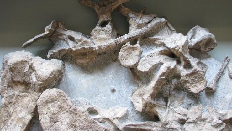 стегозавр кости