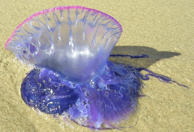 Португальский кораблик, морское существо, португальский военный кораблик, опасное существо, парализующий яд, туристам запретили посещать пляж