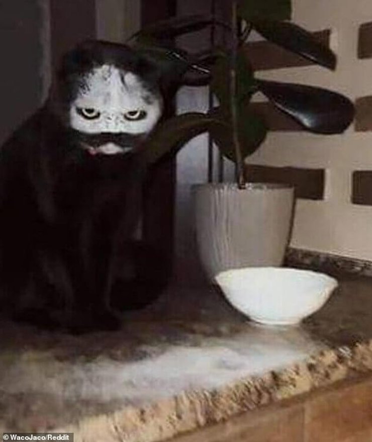 необычные животные, необычные животные фото,