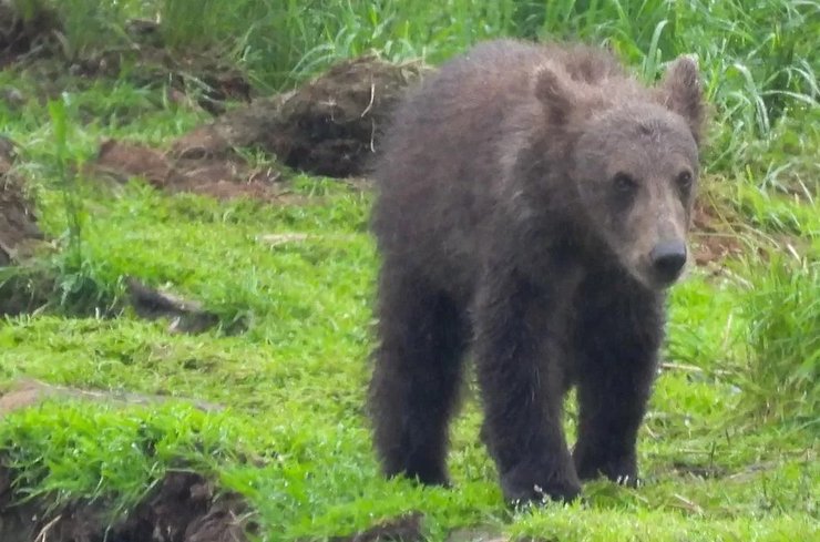 806 J ведмежа