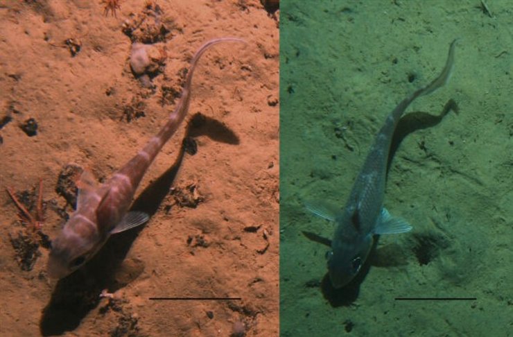 рыба гренадер