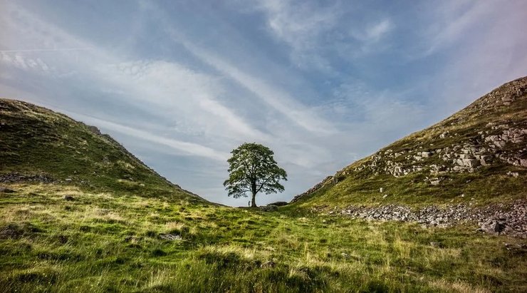 дерево робін гуда платан платан геп