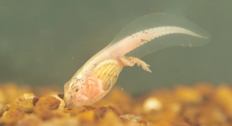 тростниковая жаба головастик