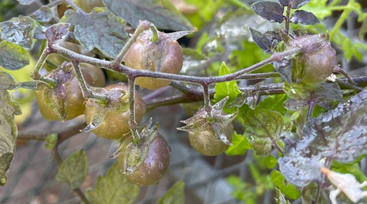 томати, помідори, еволюція