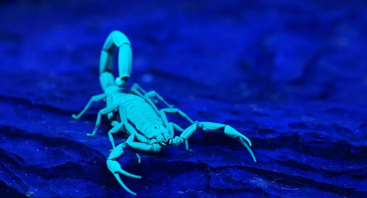ультрафиолет, скорпион, черный свет