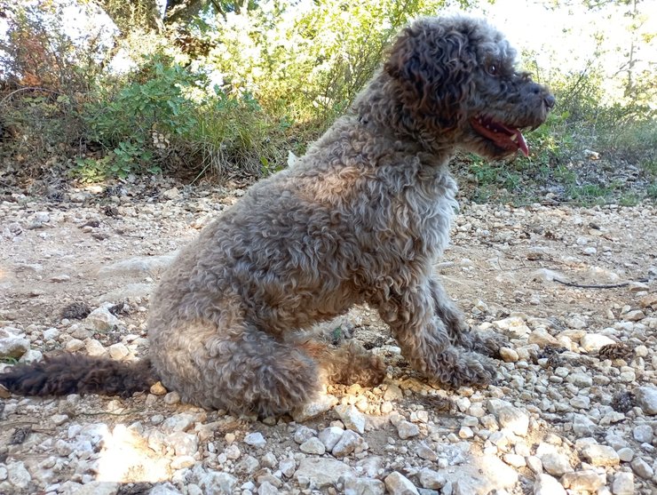 Лаготто Романьоло, редкая порода собак, самая редкая порода