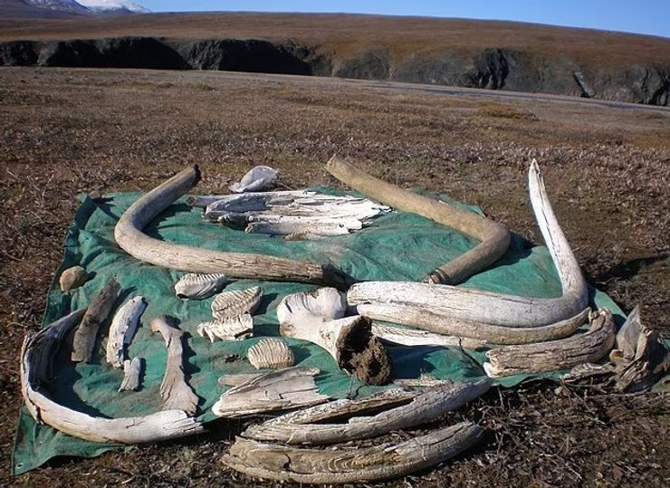 мамонт бивні