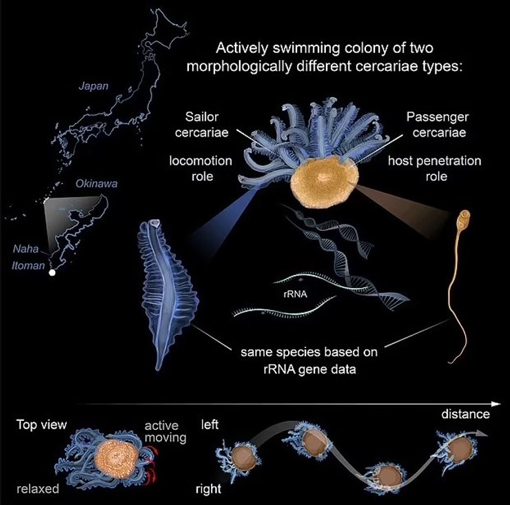 черв'яки японія дослідження