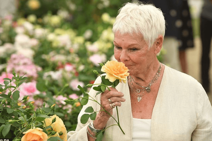 Рози, созданные и названные в честь актрисы Джуди Денчи