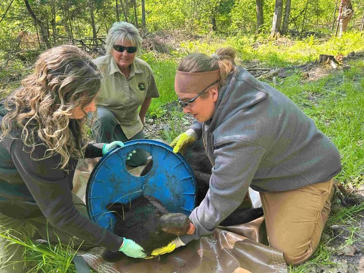 медведь пластиковая крышка