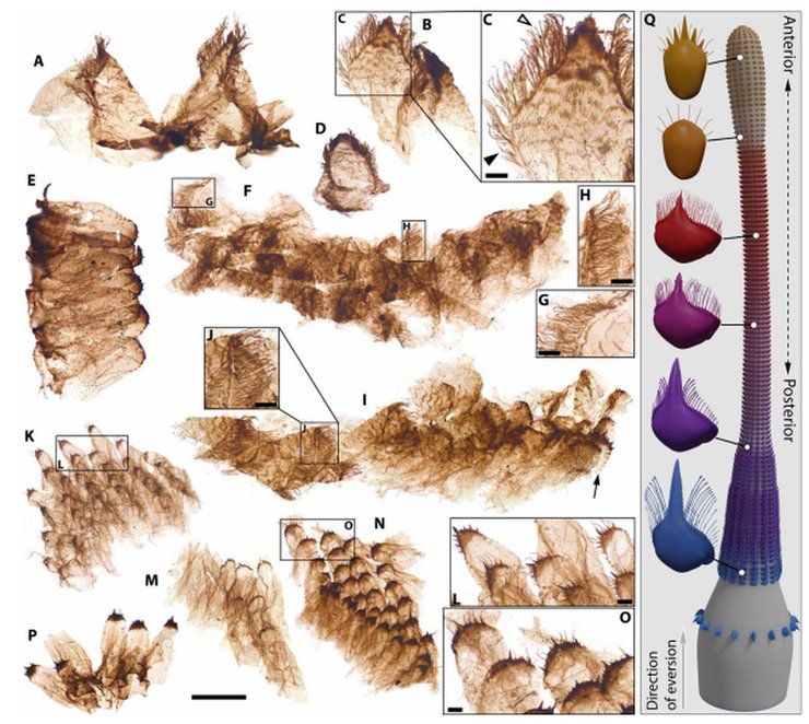 строение древних червей