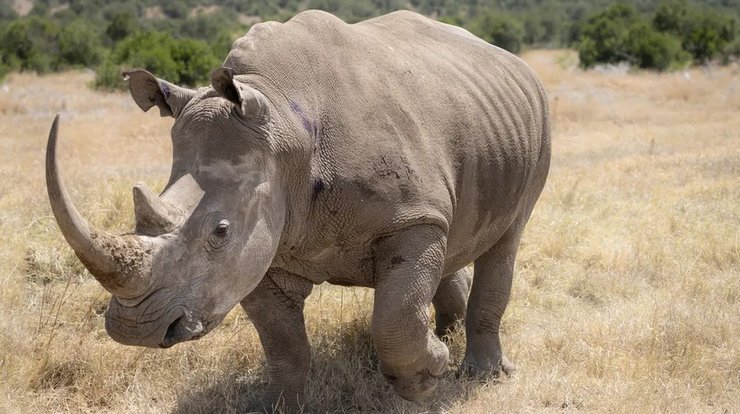 самка южный белый носорог