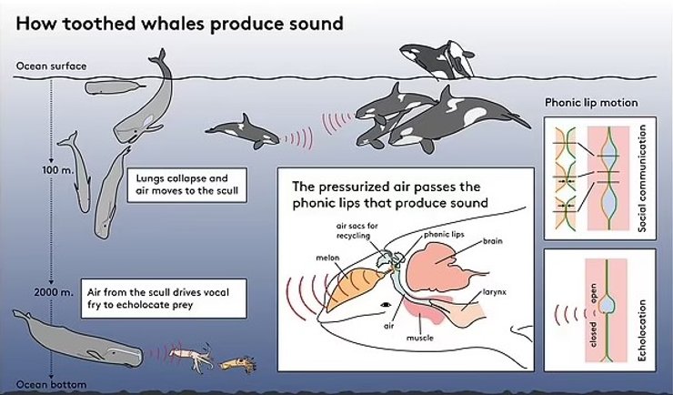 звуки китов