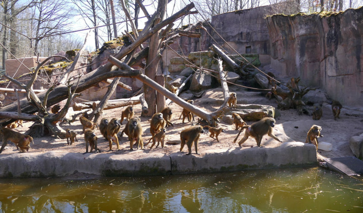 Зоопарк, звіринець, Німеччина, вбивство мавп, примати, розмноження тварин, фото, скандал