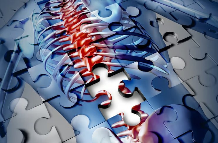 позвоночник, хвост, рудименты, рудиментарные признаки