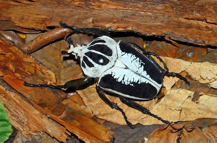 тяжелый жук голиаф