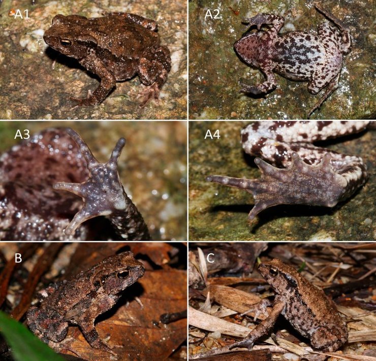 лягушки овый вид