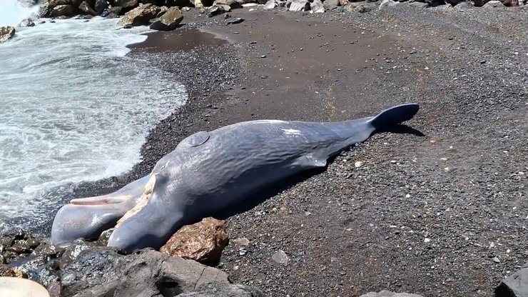В Испании мужчина нашел на пороге дома выброшенного кита