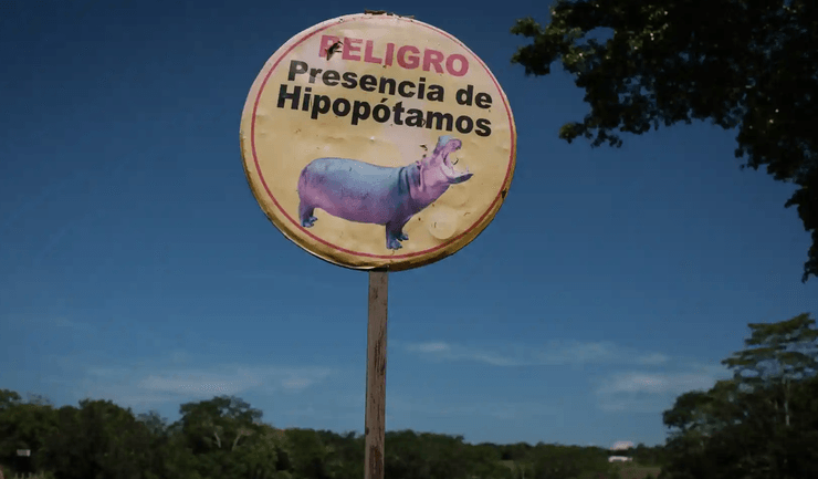 Знак, предупреждение, бегемоты, животные, опасность, осторожно