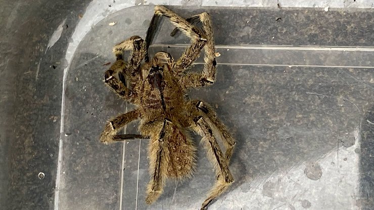 Мандрівний павук