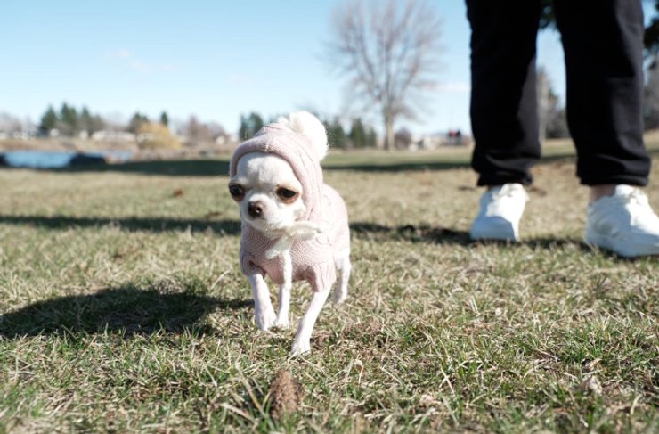 самая низкая собака на модной фотосессии
