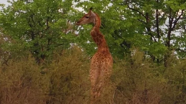 жираф шия вигин