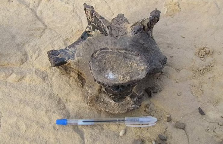 Окаменелый шейный позвонок нового динозавра