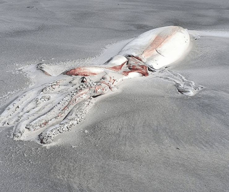 Гігантський кальмар, Гігантський кальмар фото, фото гігантський кальмар, гігантський кальмар розміри,