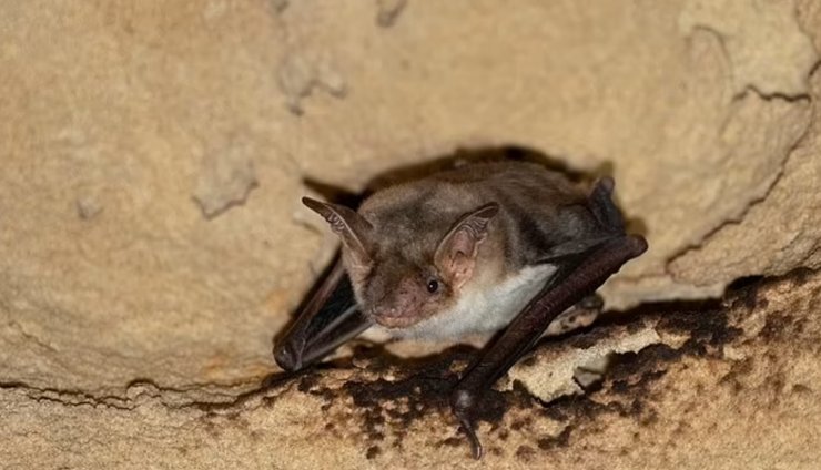 Велика нічниця