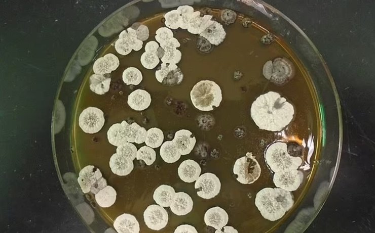 стрептомицеты